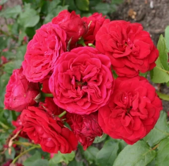 Снимок экрана 2026-02-03 094413