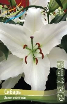 Lilium Siberia