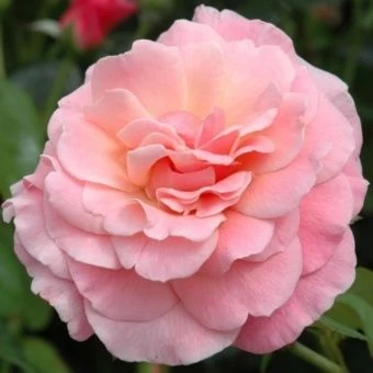 1653972613_12-gamerwall-pro-p-roza-tikled-pink-tsveti-krasivo-foto-14