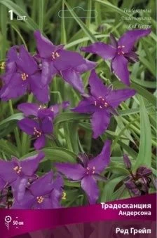 tradeskancia_anders_red_grape_kaper