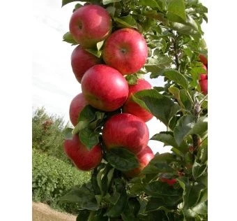 yablonja_kolon_kumir