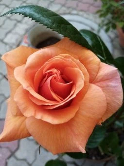 roza-chajno-gibridnaya-lui-de-fyunes