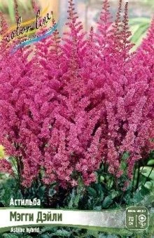 Astilbe Maggie Daley