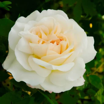 Снимок экрана 2026-02-09 123304