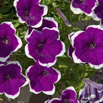 00041427_Петуния Лимбо Виолет пикоти Низкорослые г