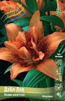 Lilium Double Love