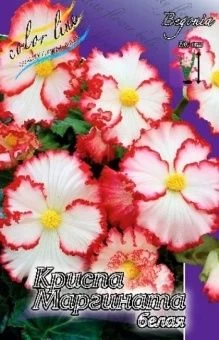 00027312_Бегония Криспа маргината белая-красная 5ш