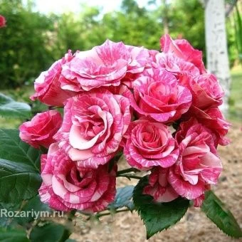 00043450_Роза Пинк Флеш патио и спрей (Татарстан Р