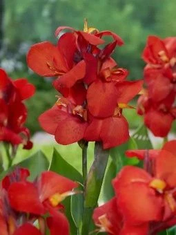 Canna Shinning Red