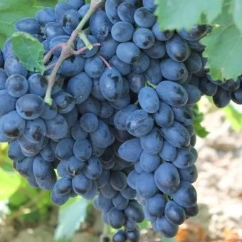 00044034_Виноград плодовый Аттика (ПОИСК)