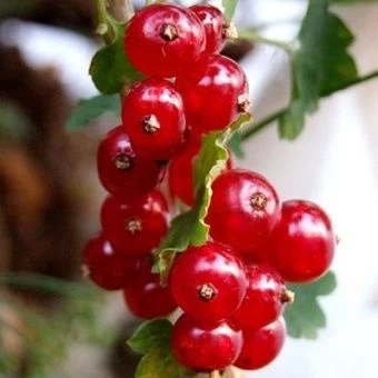 smorodina_krasnaya_marmeladnica