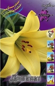 00036084_Лилия Делиана ЛО 5шт (КолорЛайн)