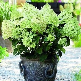 gorten_metel_be_happy