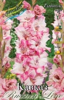 Gladiolus Kaukasus