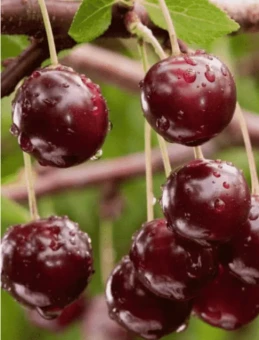 Снимок экрана 2025-12-19 100654