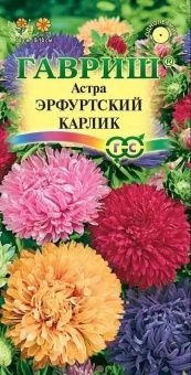 00007841_Астра Эрфуртский Карлик смесь (Гавриш) 1_