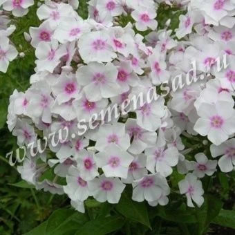 00038005_Флокс Европа метельчатый (ПОИСК)