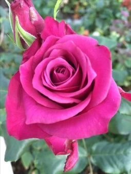 96113d91c5fa584e96faa9937752bea3--daniel-ost-roses