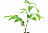 Саженцы в наличии на складе