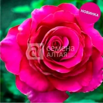 00043037_Роза Гасфорта чайно-гибридная (Барнаул)