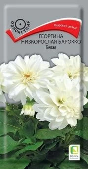 00039919_Георгина низкорослая Барокко Белая 0,1гр 