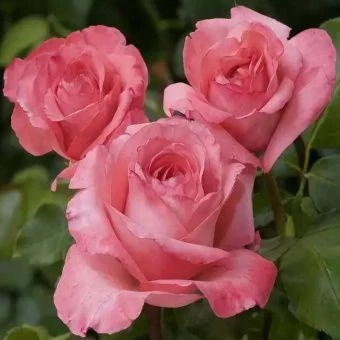 Роза Артур Римбо чайно-гибридная (Татарстан Розариум)