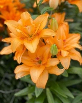 Lilium Butterfly Twinkle