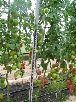 Томат Агрос Розелла F1 5шт (Агрос) 1