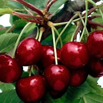 00028462_Вишня Чудо-вишня Дюк (ПОИСК)