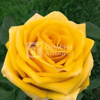 00016311_Роза Дежавю чайно-гибридная в коробке (Ба