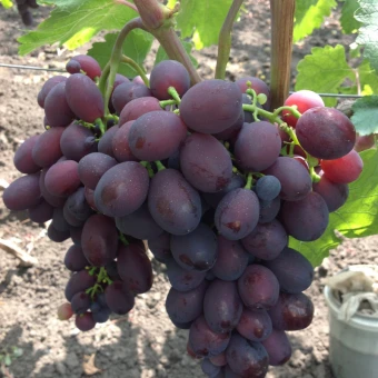 00044054_Виноград плодовый Памяти учителя (ПОИСК)