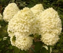 Большое поступление корневищных и саженцев от ТМ ПОИСК