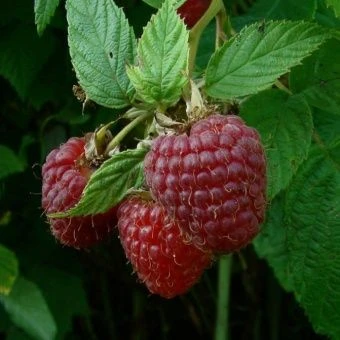 00044124_Малина ремонтантная Бабье лето 2 (ПОИСК)