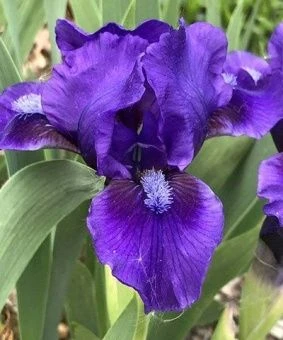 iris_karlik_benberri_raffls_cvetok