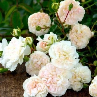 8f72d13c333302e4cc527e47991a03de