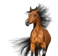 НОВИНКА на складе!  Конский навоз в новой  фасовке 1 кг. 