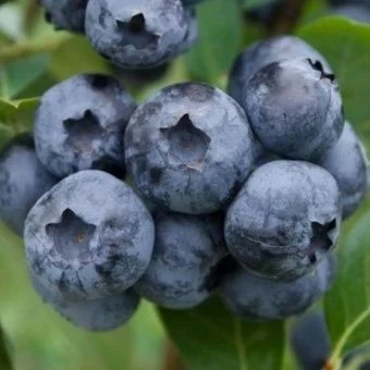 00028440_Голубика Блюкроп высокорослая (ПОИСК)