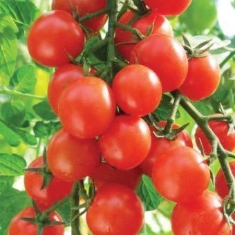 00016062_Томат Карамель красная (СеДек) - копия