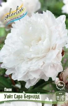 Paeonia White Sara Bernard