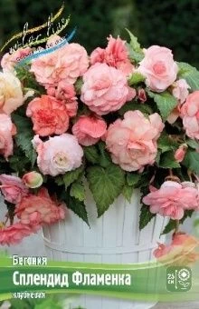 Begonia Splendide Flamenca