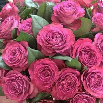 07817_roza_floribunda_preshez_moments001_kopiya