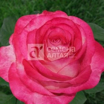 00037446_Роза Хай Канди чайно-гибридная в коробке 