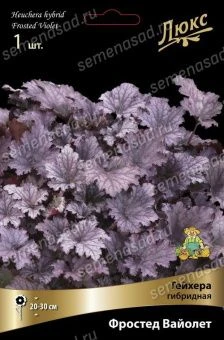 geihera_gibrid_frosted_vailet_kaper