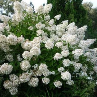 Гортензия метельчатая Грандифлора Серия Северный Сад (ПОИСК)