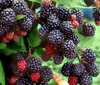 00025163_Ежевика Трипл Краун (ПОИСК)