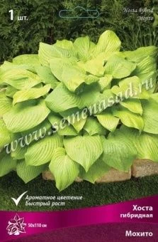 00038044_Хоста Мохито гибридная (ПОИСК)