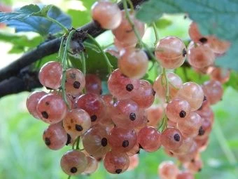 00044159_Смородина красная Голландская розовая (ПО