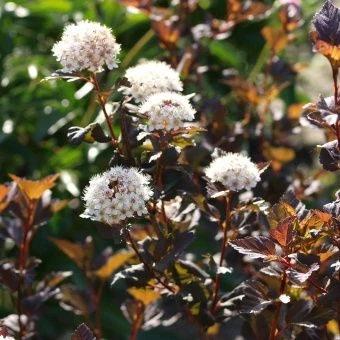 Physocarpus-opulifolius-Diabolo-781767-2