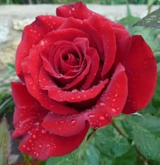 1629778548_46-oir-mobi-p-roza-don-zhuan-tsveti-krasivo-foto-57