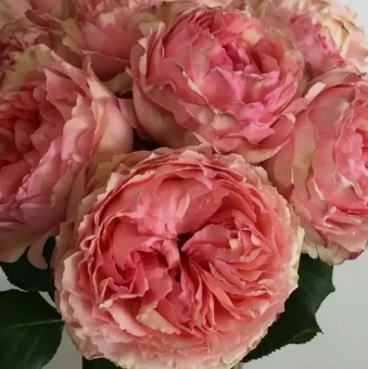 Снимок экрана 2025-10-22 142250